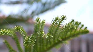 Abstract of nature, green leave tree in summer.