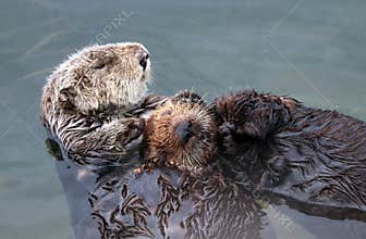 Sea otter mother and pup , Enhydra lutris, in Pacific ocean