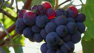 Closeup of grape bunch with sunbeams on berries in vineyard