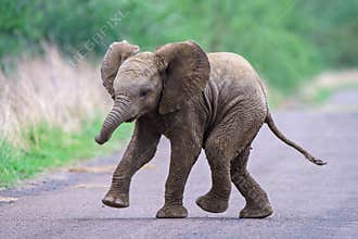 Cute baby elephant running along the road with a blurred background