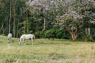 Portrait of horses in the farm