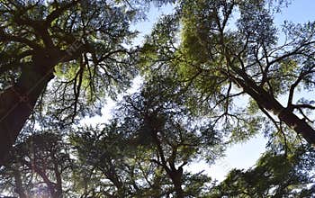 Big lebanese cedars Cedrus Libani in remnant cedar forest in Lebanon