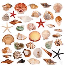 Shells collection