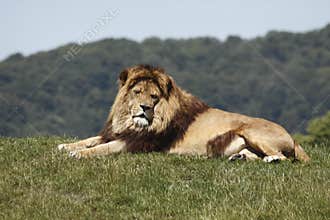 King Lion