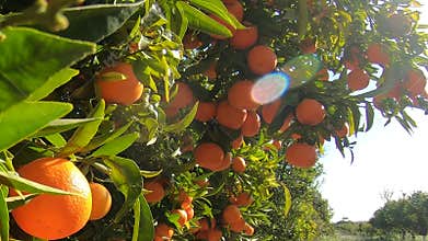 A spanish tangerines grove. Tangerines tree with many fruits in a blue sky with sunshine. Organic fruits in garden