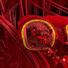 Blood arteries and veins cut section