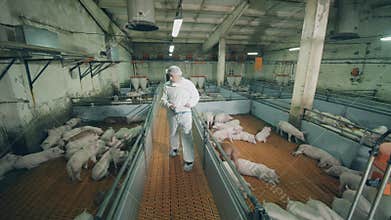 Male worker with a chartboard is walking along the pig farm