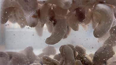 Close-up of cashews in water. Prepare for vegan milk.