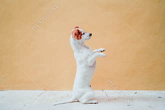 cute jack russel dog standing on two legs over yellow background. Cute dog asking for treats with paws