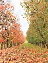 Treelined avenue 