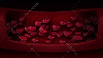 Human circulatory system. 3D loop animation of human blood vessel with red blood cells. Medical health care symbol.