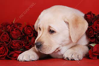 Puppy and roses
