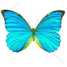 Butterfly with wings painted in cyan. Isolated on a white background
