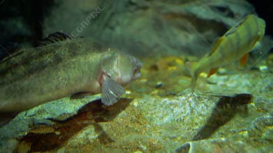 Underwater fauna. Ocean wildlife.