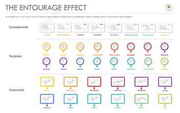 The Entourage Effect with Structural Formulas horizontal business infographic
