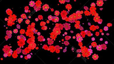 The blooming flowers