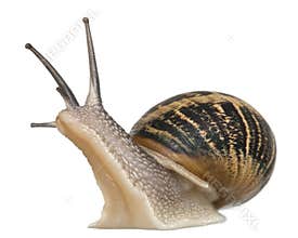 Garden Snail