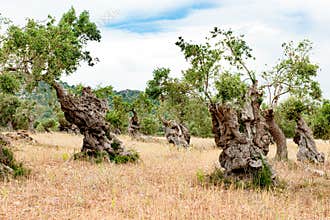 Olive trees in plantation with knobby trunk on olive tree plantation in Mallorca, Majorca, Spain