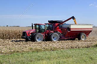 Harvesting Corn