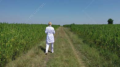 Aerial shot of scientist walking by cultivated marijuana fields observing CBD hemp plants