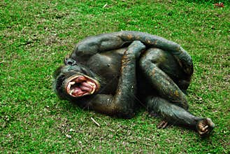 Laughing monkey