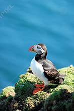 Puffin