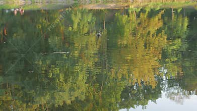 One duck swimming on the river
