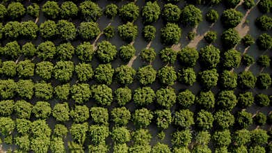 Tangerine trees. Shooting from a drone in 4K