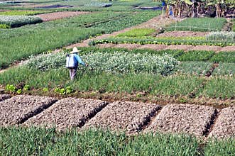 Crop fields