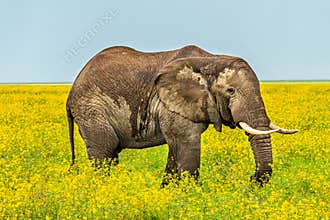 Clsoe up of African Bush Elephants walking on the road in wildlife reserve.