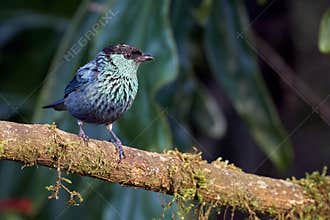 Small and beautiful tanager perched on a dry log