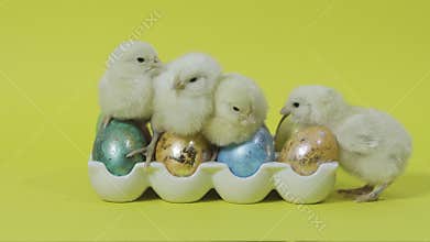 Funy yellow chicks nesting together on easter eggs in tray. Yellow background