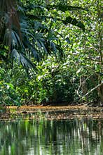 Jungle river waterway