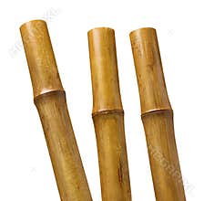 Bamboo