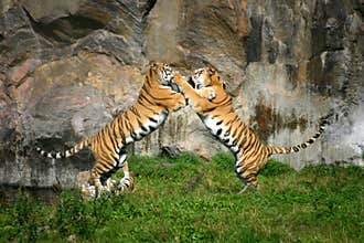 Tiger fight