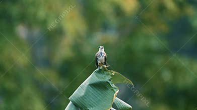 Beautiful Indonesian Wild Sooty-headed Bulbul Bird Carrying Food