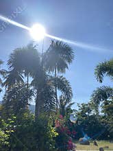 The sun palm trees and pink flowers