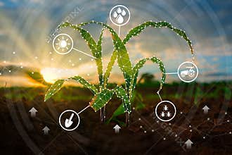Maize seedling in the cultivated agricultural field with low poly graphic style