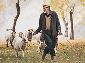 Pakistani herder in traditional clothes. Sheep autumn pasture cattle hunza valley, gilgit baltistan, pakistan nothern areas
