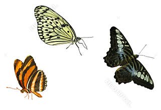 Butterfly elements