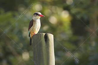 The brown-hooded kingfisher Halcyon albiventris sitting on the wooden post with green background