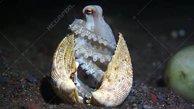 The coconut octopus sits inside the shell