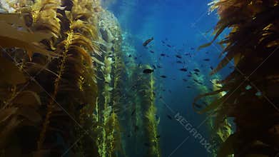 Moving through a magnificent giant kelp forest off behind school of multicolored small fishes near California coast