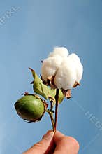 Cotton