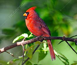 Male Northern Cardinal