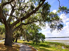 An oak tree with moss by the lake near Heritage Park, Winter Haven, Florida, U.S.A