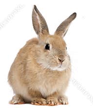 Bunny rabbit