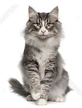 Norwegian Forest Cat, 5 months old, sitting