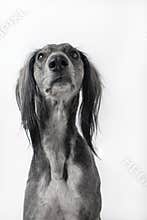 Sitting grey greyhound dog on white background