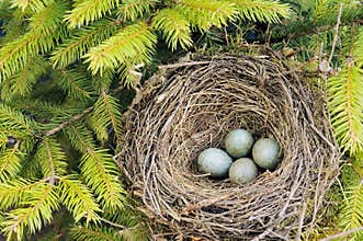 Detail of blackbird eggs in nest